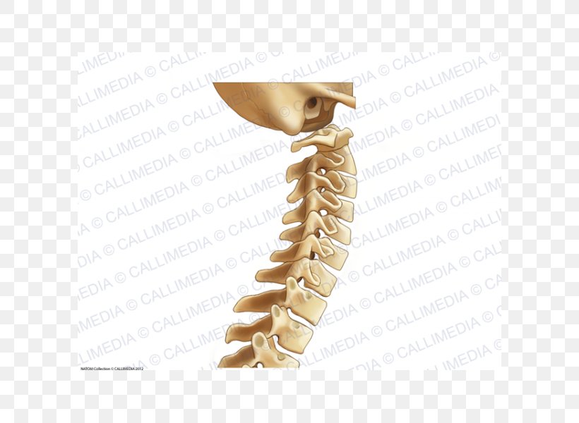 Vertebral Column Cervical Vertebrae Bone Lumbar Vertebrae Anatomy, PNG, 600x600px, Vertebral Column, Anatomy, Arm, Bone, Cervical Vertebrae Download Free