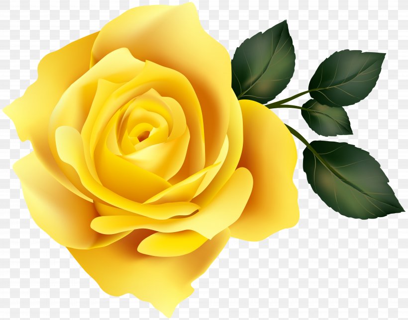 Garden Roses Yellow Clip Art, PNG, 8000x6289px, Centifolia Roses, Cut Flowers, Floral Design, Floristry, Flower Download Free