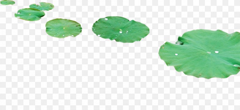 Leaf Nelumbo Nucifera Lotus Effect Dew, PNG, 1000x459px, Leaf, Designer, Dew, Drop, Green Download Free