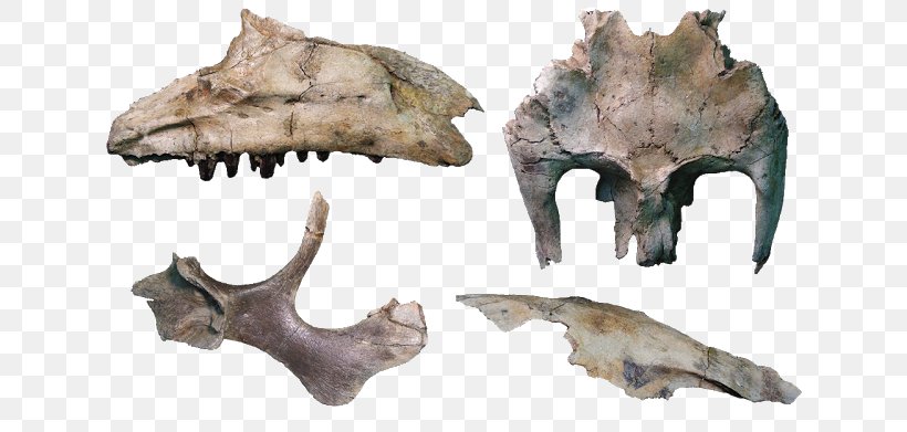 Hadrosaurus Eotrachodon Skull Siamodon Iguanodon, PNG, 640x391px, Hadrosaurus, Bone, Dinosaur, Fauna, Frontal Bone Download Free