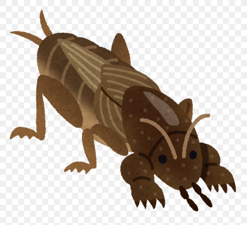 Mole Cricket Insect Earthworm 手のひらを太陽に, PNG, 800x747px, Mole Cricket, Amphibian, Animal, Carnivoran, Earthworm Download Free