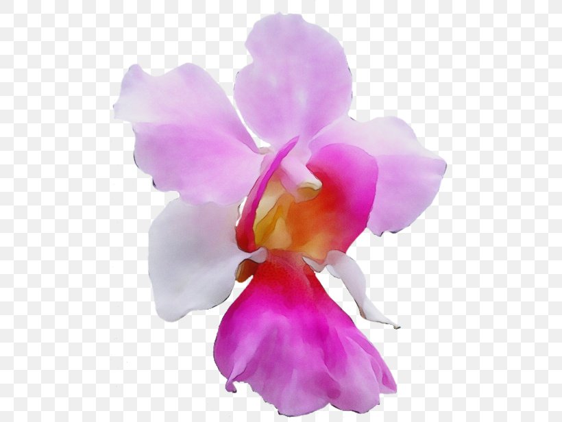 Purple Watercolor Flower, PNG, 500x616px, Watercolor, Cattleya, Cattleya Labiata, Cattleya Orchids, Cattleya Percivaliana Download Free