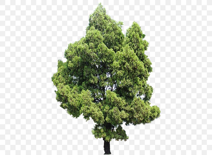 Tree Evergreen Ash Shrub, PNG, 425x599px, Tree, Ash, Biome, Depositphotos, Evergreen Download Free