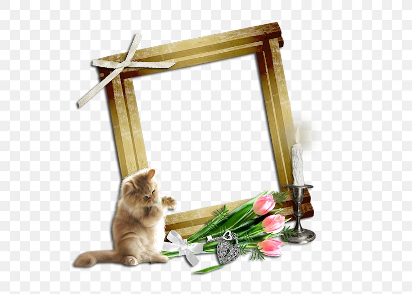 Whiskers Cat Kitten Picture Frames Photography, PNG, 585x585px, Whiskers, Cat, Cat Furniture, Cat Like Mammal, Cat Tree Download Free