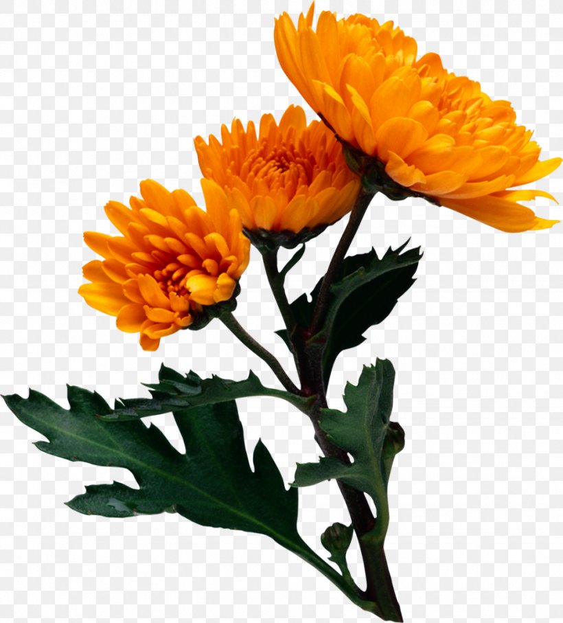 Flower Chrysanthemum Clip Art, PNG, 976x1080px, Flower, Annual Plant, Archive File, Calendula, Chrysanthemum Download Free