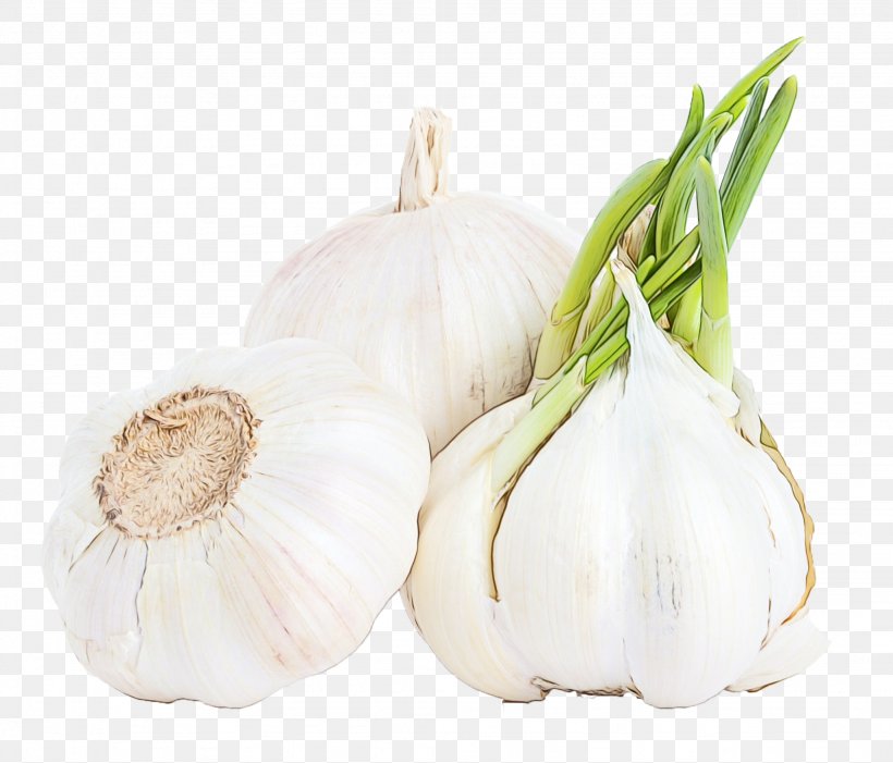 Garlic Elephant Garlic Vegetable Food Plant, PNG, 2048x1753px, Watercolor, Allium, Elephant Garlic, Flowering Plant, Food Download Free