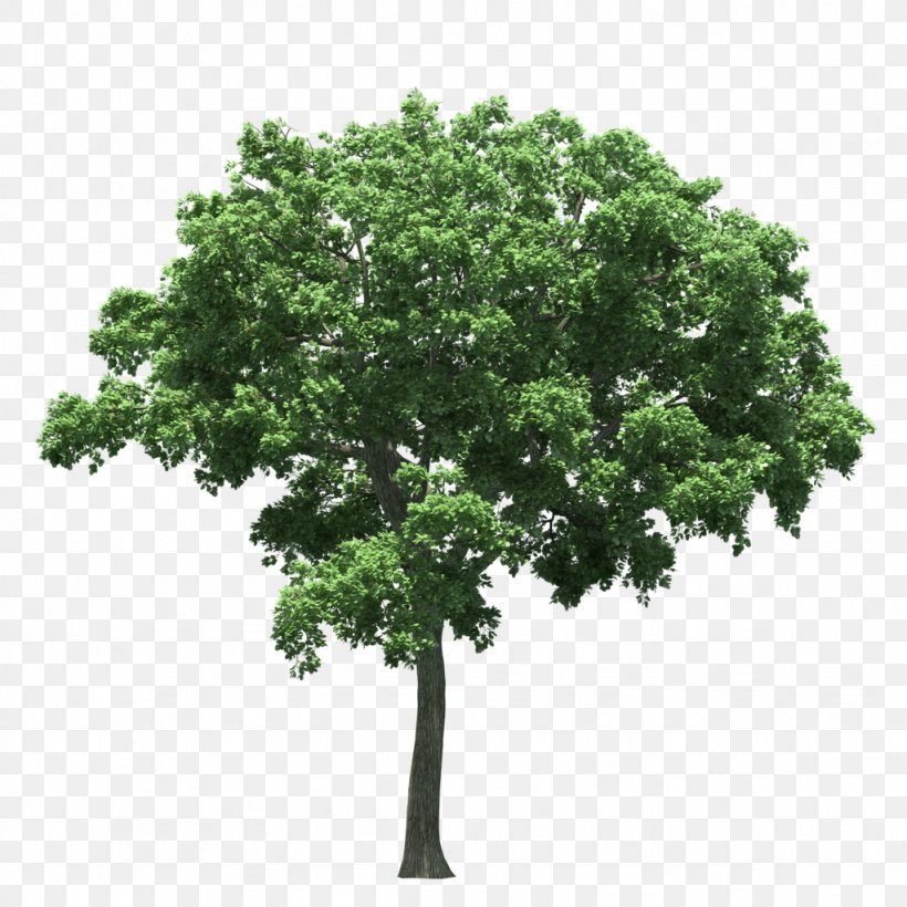 Populus Nigra Tree Clip Art, PNG, 1024x1024px, Populus Nigra, Branch, Cottonwood, Image File Formats, Leaf Download Free