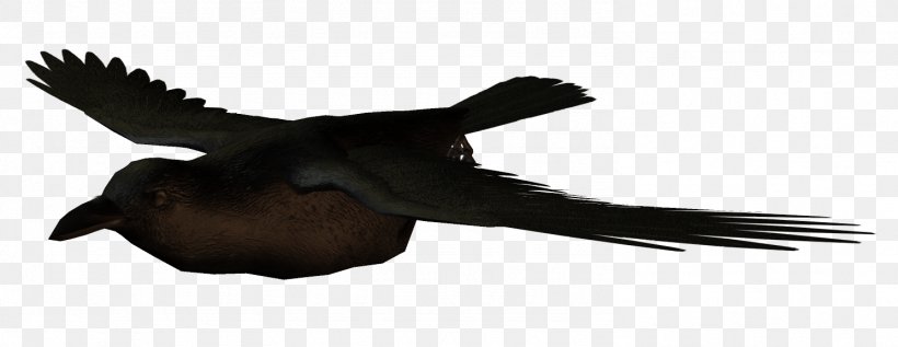 Crows Bird Flight Swallow, PNG, 1488x576px, Crows, Animal, Beak, Bird, Crow Download Free