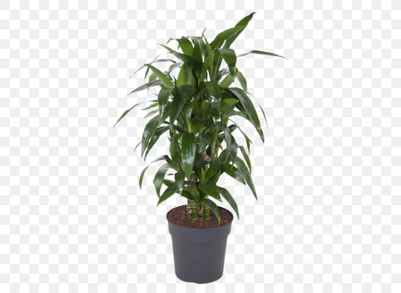 Flower Plant Flowerpot Houseplant Tree, PNG, 600x600px, Flower, Flowerpot, Houseplant, Leaf, Plant Download Free