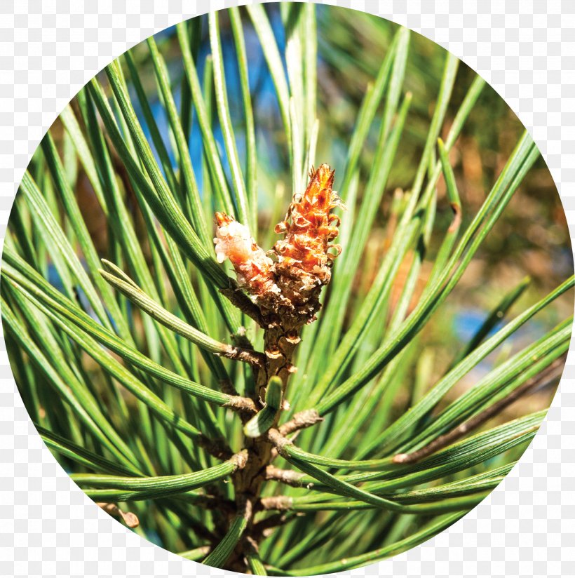 Alpha-Pinene Conifers Western Yellow Pine, PNG, 1992x2002px, Pine, Alphapinene, Branch, Bud, Casuarina Download Free