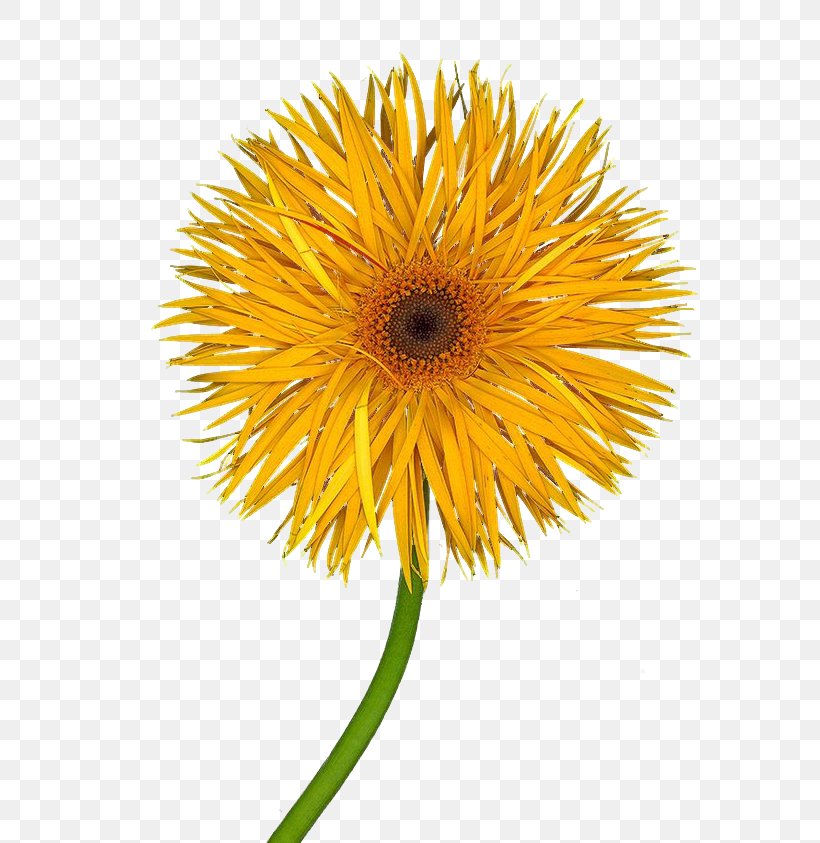 Common Sunflower Stock Photography, PNG, 736x843px, Common Sunflower, Annual Plant, Cut Flowers, Daisy Family, Dandelion Download Free