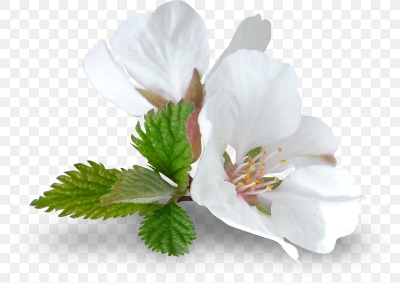 Flower Image Vector Graphics Download, PNG, 800x581px, Flower, Blossom, Branch, Cherry Blossom, Cut Flowers Download Free