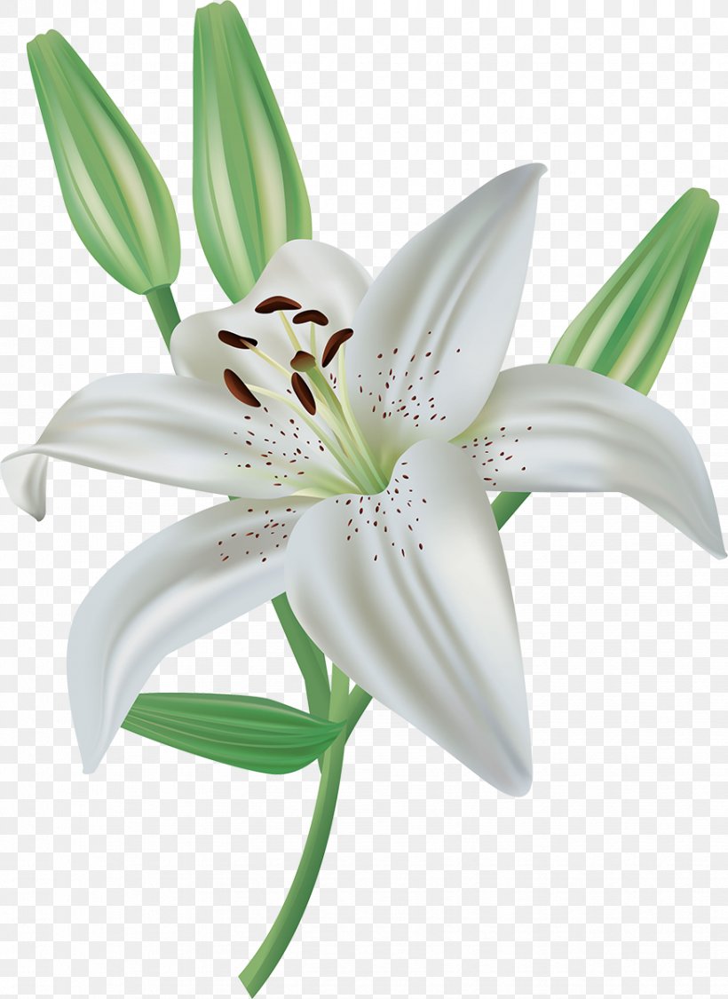 Lilium Cut Flowers Crinum Plant, PNG, 874x1200px, Lilium, Crinum, Cut Flowers, Flower, Flowering Plant Download Free