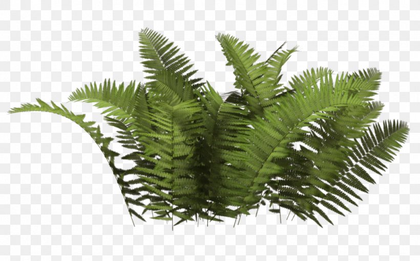 Plant Tree, PNG, 1024x639px, Shrub, Autocad Dxf, Fern, Ferns And Horsetails, Grass Download Free