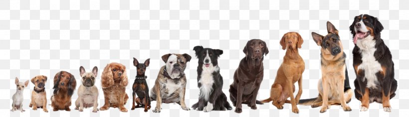 Shiba Inu Puppy Chihuahua Pet Sitting Pug, PNG, 1100x317px, Shiba Inu, Breed, Chihuahua, Dog, Dog Breed Download Free