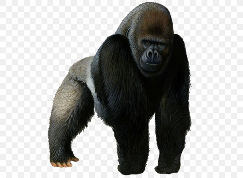 Western Gorilla Chimpanzee Clip Art, PNG, 511x600px, Western Gorilla, Ape, Chimpanzee, Common Chimpanzee, Dian Fossey Download Free