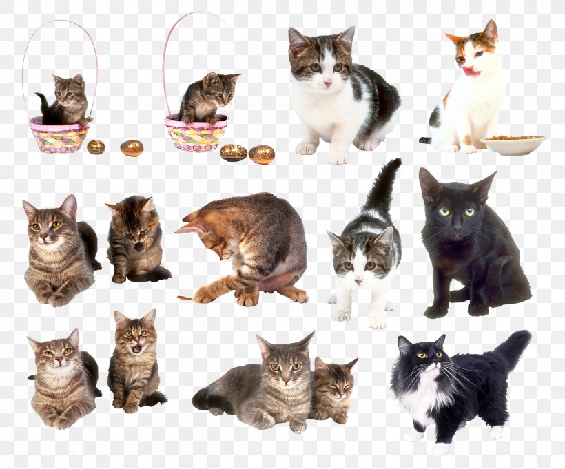 Cat Kitten Clip Art, PNG, 2507x2085px, Cat, Animal, Carnivoran, Cat Like Mammal, Dog Breed Download Free