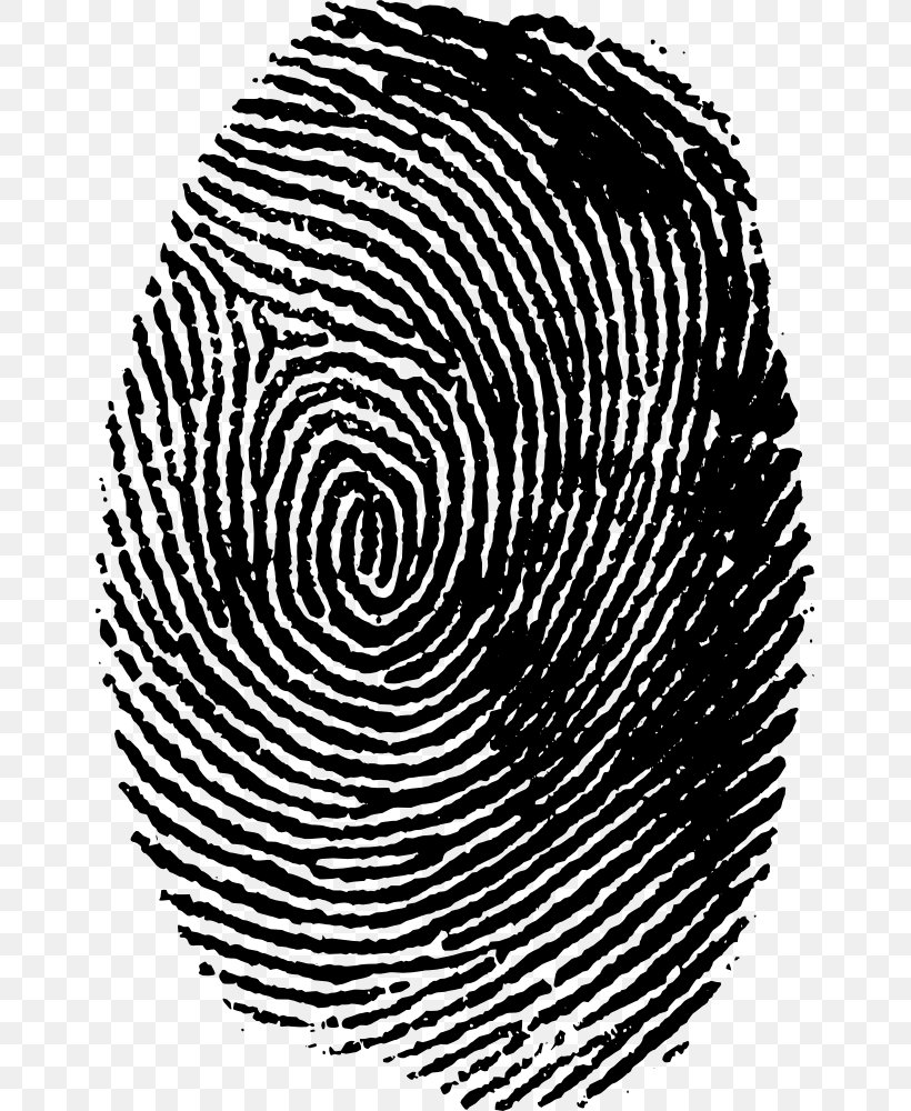Fingerprint Clip Art, PNG, 647x1000px, Fingerprint, Black, Black And White, Display Resolution, Finger Download Free