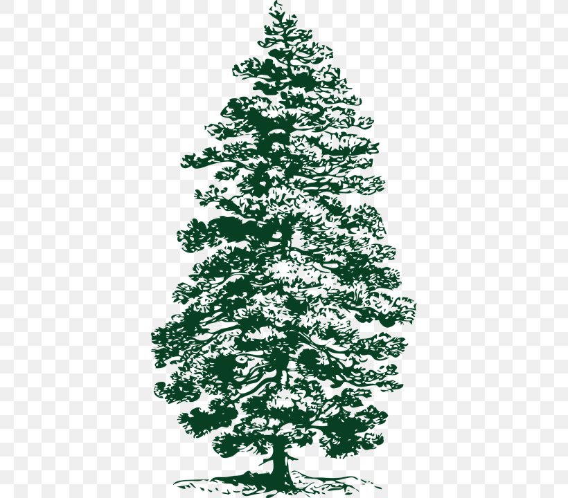 Ponderosa Pine Evergreen Fir Clip Art, PNG, 384x720px, Pine, Black And White, Branch, Christmas Decoration, Christmas Ornament Download Free