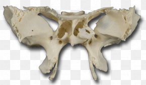 Skull PNG