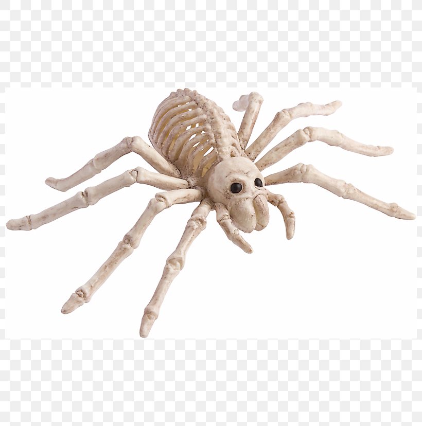Spider Human Skeleton Bone Skull, PNG, 800x828px, Spider, Arachnid, Arthropod, Bone, Exoskeleton Download Free