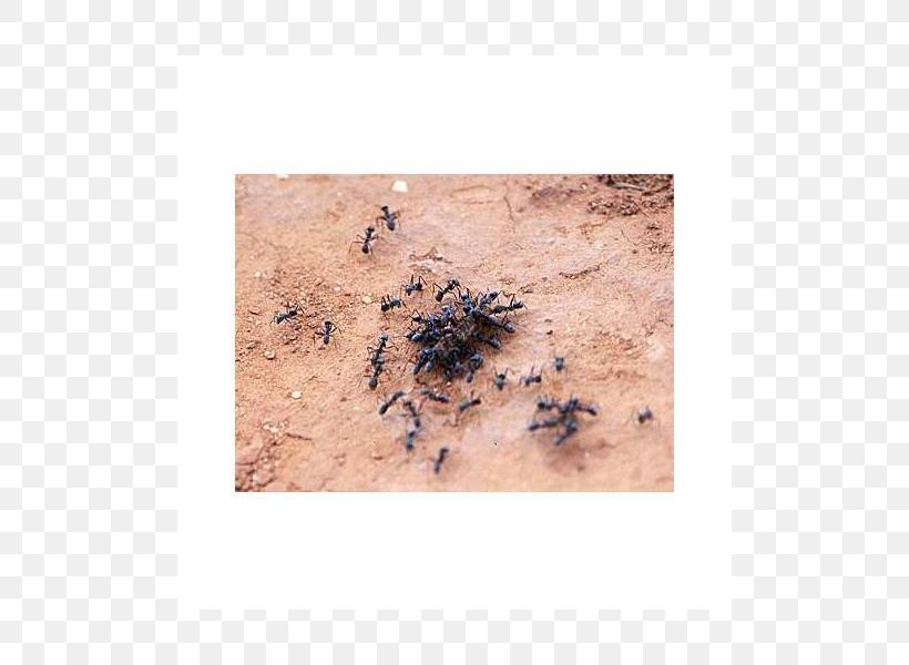 Ant Soil, PNG, 800x600px, Ant, Soil Download Free