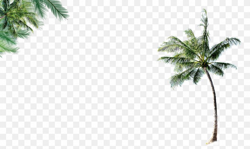 Coconut Leaf Tree Beach, PNG, 1920x1149px, Coconut, Arecaceae, Beach, Grass, Landscape Download Free