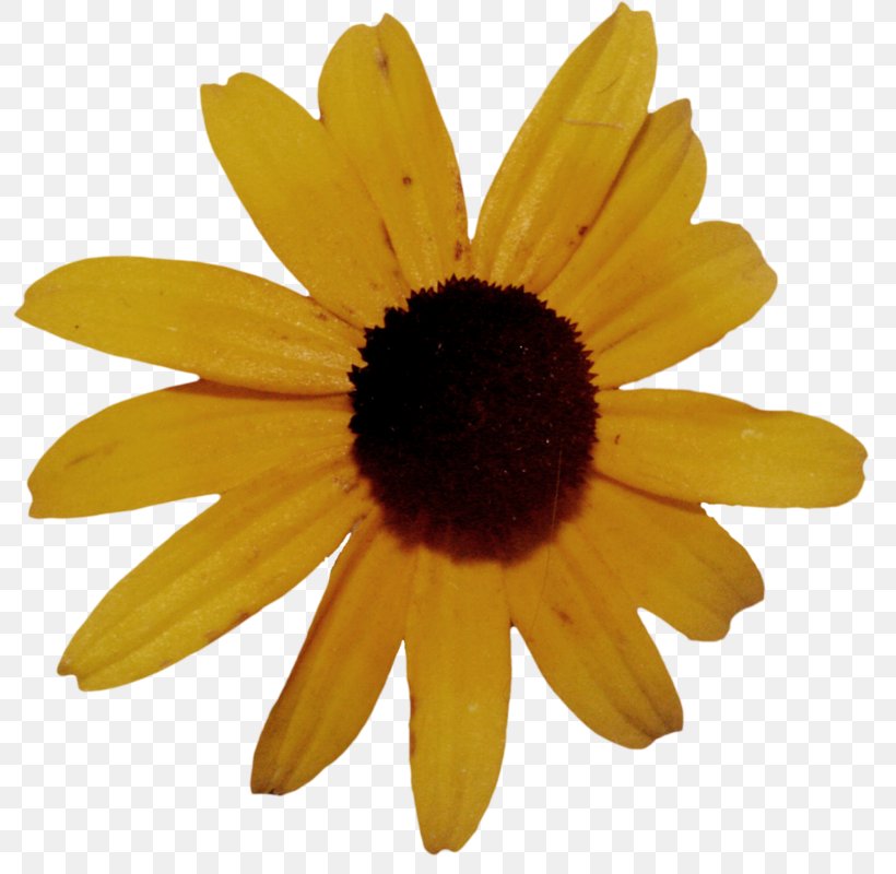 Drawing Common Sunflower, PNG, 798x800px, Drawing, Cartoon, Chrysanths, Common Sunflower, Daisy Family Download Free
