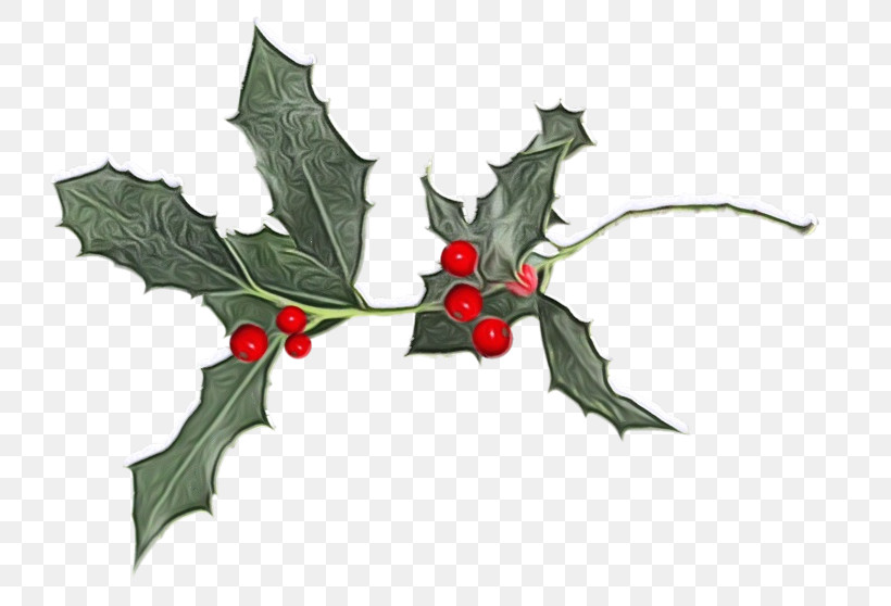Holly, PNG, 800x558px, Watercolor, American Holly, Flower, Holly, Leaf Download Free