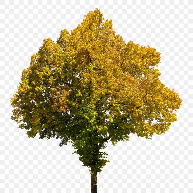 Tree Autumn Book, PNG, 2657x2662px, Tree, Autumn, Beech, Book, Branch Download Free