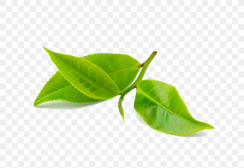 Aloe Vera Coffee Green Tea Bud, PNG, 3073x2111px, Aloe Vera, Aloe, Arrosage, Bud, Coffee Download Free
