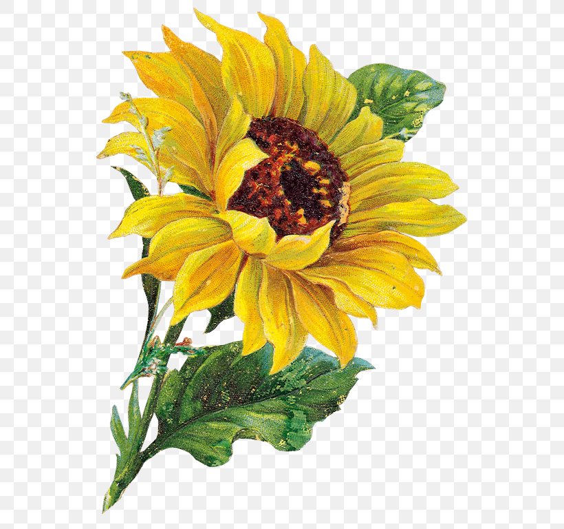 Clip Art Image Openclipart Free Content Common Sunflower, PNG, 567x768px, Common Sunflower, Annual Plant, Cut Flowers, Daisy Family, Drawing Download Free