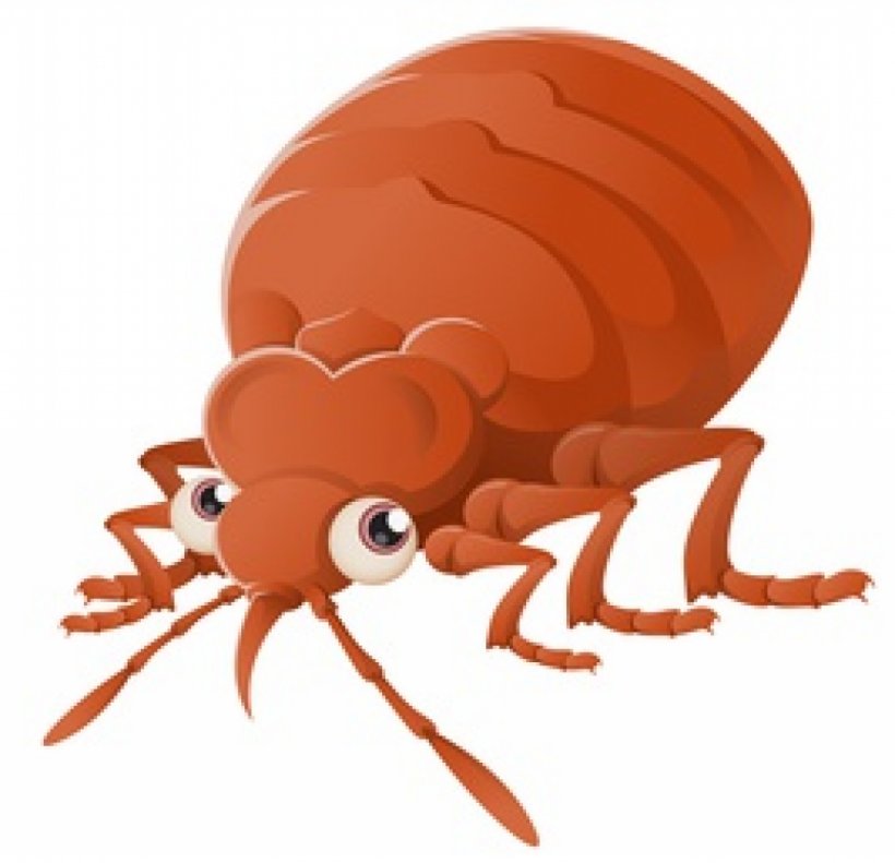 Insect Bed Bug Bite Bed Bug Control Techniques Pest Control, PNG, 1024x989px, Insect, Arthropod, Bed, Bed Bug, Bed Bug Bite Download Free