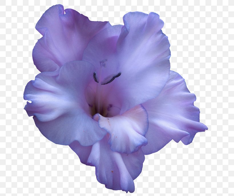 Lavender, PNG, 700x689px, Purple, Flower, Gladiolus, Lavender, Lilac Download Free