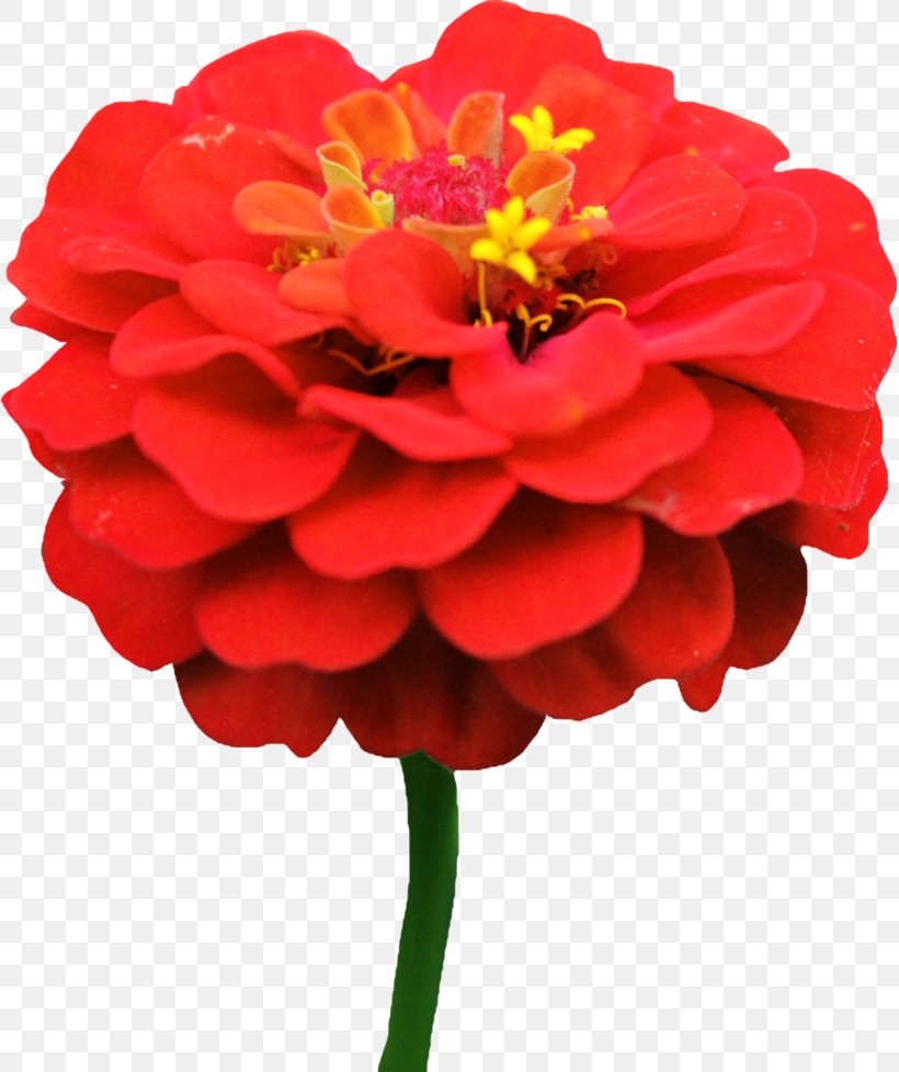 Zinnia Elegans Flower Daisy Lane Seed, PNG, 817x978px, Zinnia Elegans, Android, Annual Plant, Cut Flowers, Daisy Family Download Free