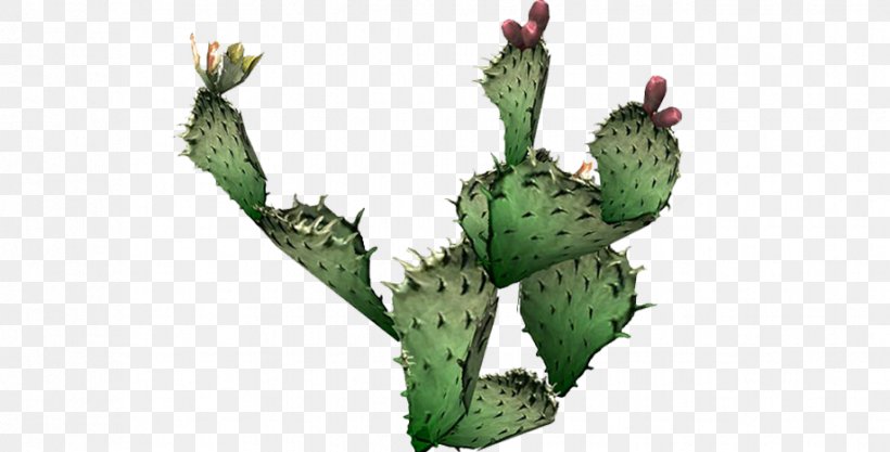Cactus Prickly Pear Plants Clip Art, PNG, 918x467px, Cactus, Austral Pacific Energy Png Limited, Barbary Fig, Caryophyllales, Description Download Free