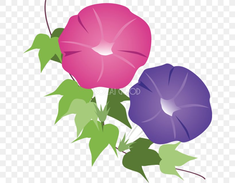 Clip Art Japanese Morning Glory Image Flower, PNG, 660x639px, Morning Glory, Cartoon, Flower, Flowering Plant, Japanese Morning Glory Download Free