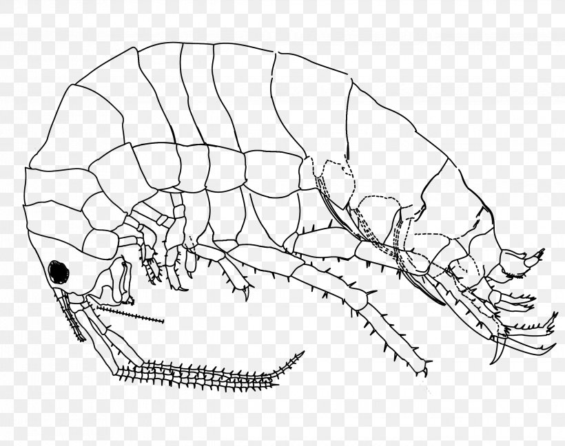 Drawing Platorchestia Platensis Amphipods DeviantArt, PNG, 2644x2092px, Drawing, Amphipods, Animal, Area, Art Download Free