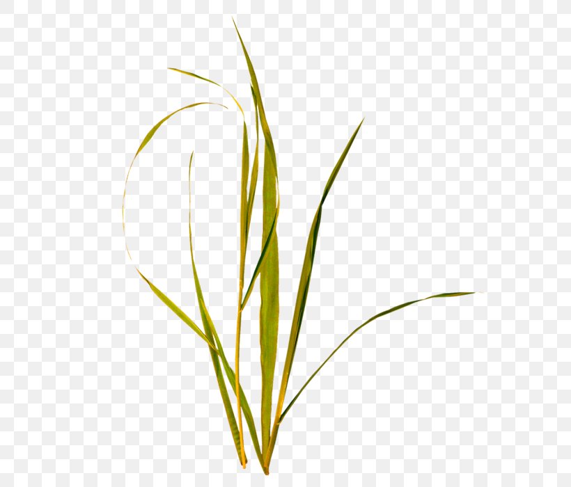 Grass, PNG, 700x700px, Grass, Commodity, Flower, Grass Family, Grasses Download Free