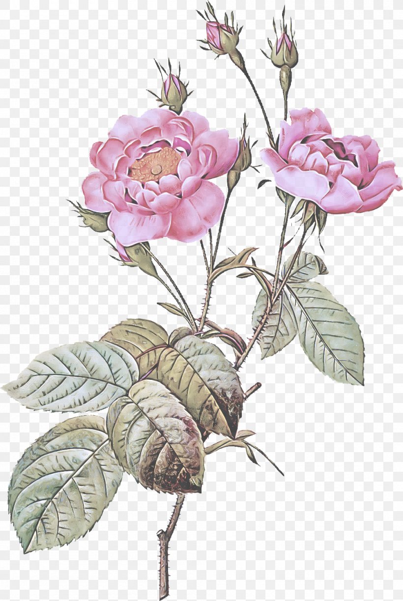Rose, PNG, 1000x1492px, Flower, Flowering Plant, Pink, Plant, Prickly Rose Download Free