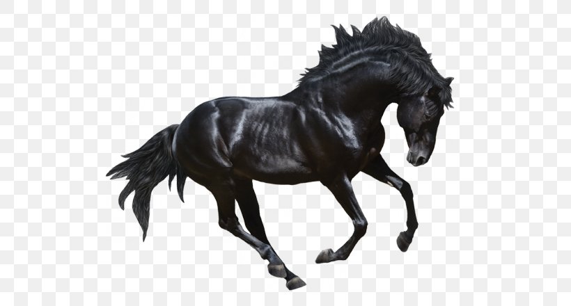 Andalusian Horse Stallion Friesian Horse Arabian Horse Gallop, PNG, 700x440px, Andalusian Horse, Animal Figure, Arabian Horse, Black, Black And White Download Free