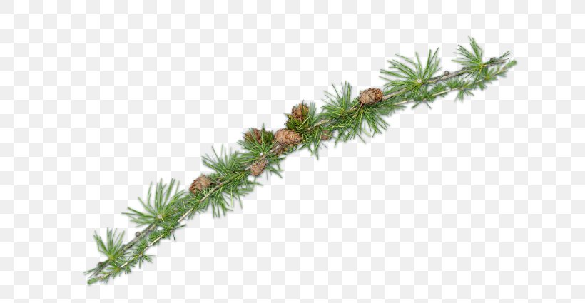 Spruce Fir Pine Larch Evergreen, PNG, 640x425px, Spruce, Branch, Christmas, Christmas Ornament, Conifer Download Free