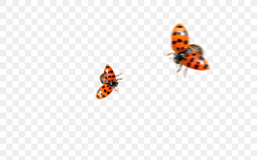 Butterfly Insect Ladybird Coccinella Septempunctata, PNG, 1134x709px, Butterfly, Animal, Coccinella Septempunctata, Insect, Invertebrate Download Free