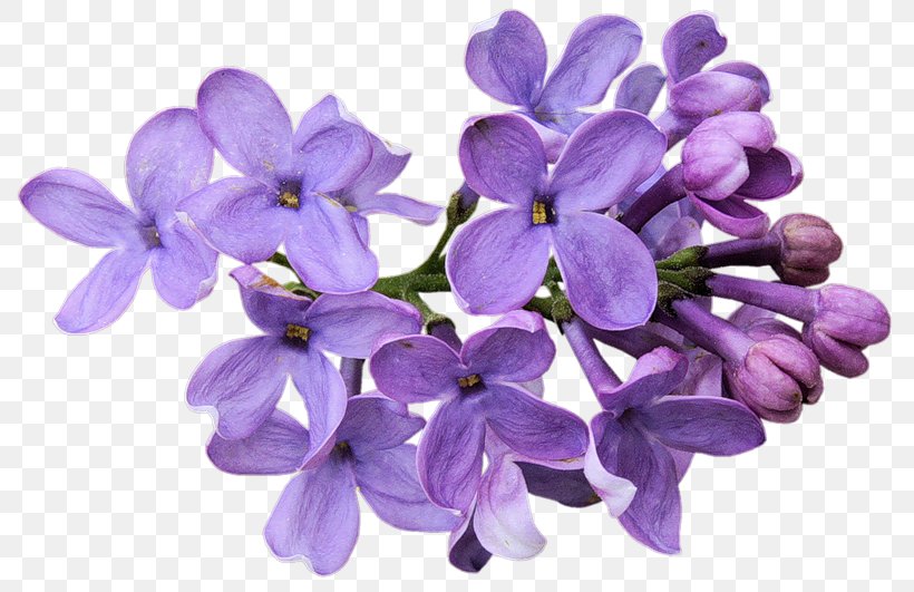 Cut Flowers Lavender Desktop Wallpaper Purple, PNG, 800x531px, Flower, Blue, Common Lilac, Cut Flowers, Floral Design Download Free