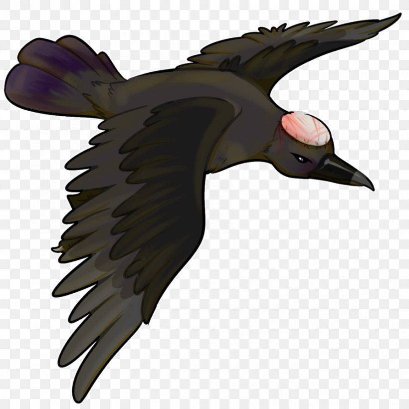 Fauna Water Bird Beak Feather, PNG, 894x894px, Fauna, Beak, Bird, Bird Of Prey, Claw Download Free