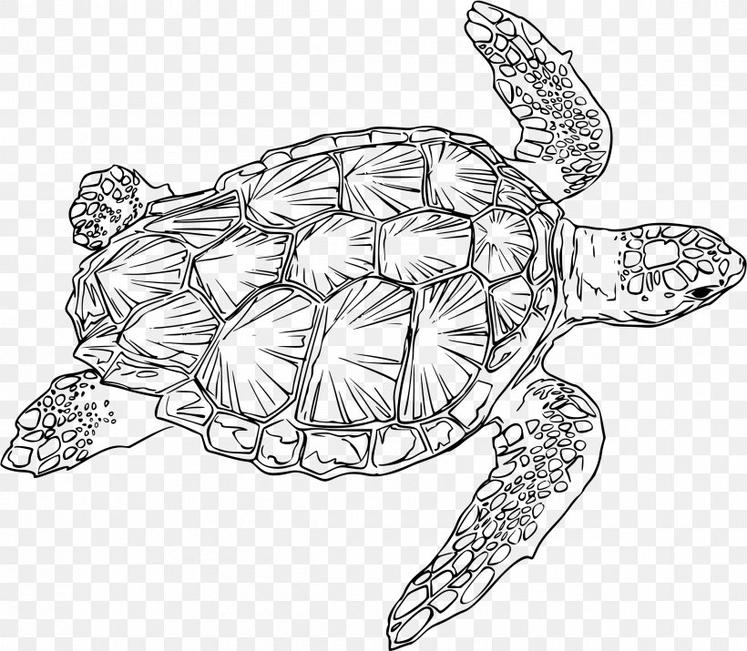 Loggerhead Sea Turtle Drawing Green Sea Turtle, PNG, 2400x2094px, Turtle, Animal, Art, Artwork, Black And White Download Free