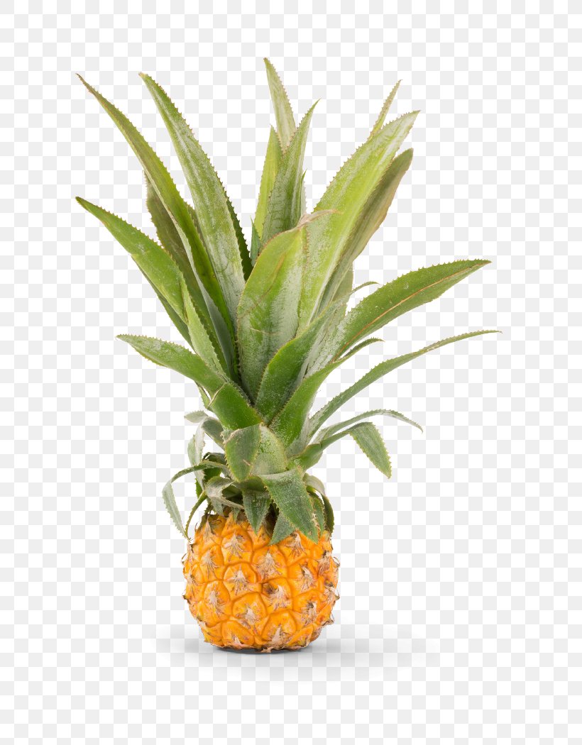 Pineapple Ice Cream Rawito 20th Century Flowerpot, PNG, 661x1050px, 20th Century, Pineapple, Ananas, Bromeliaceae, Flowerpot Download Free