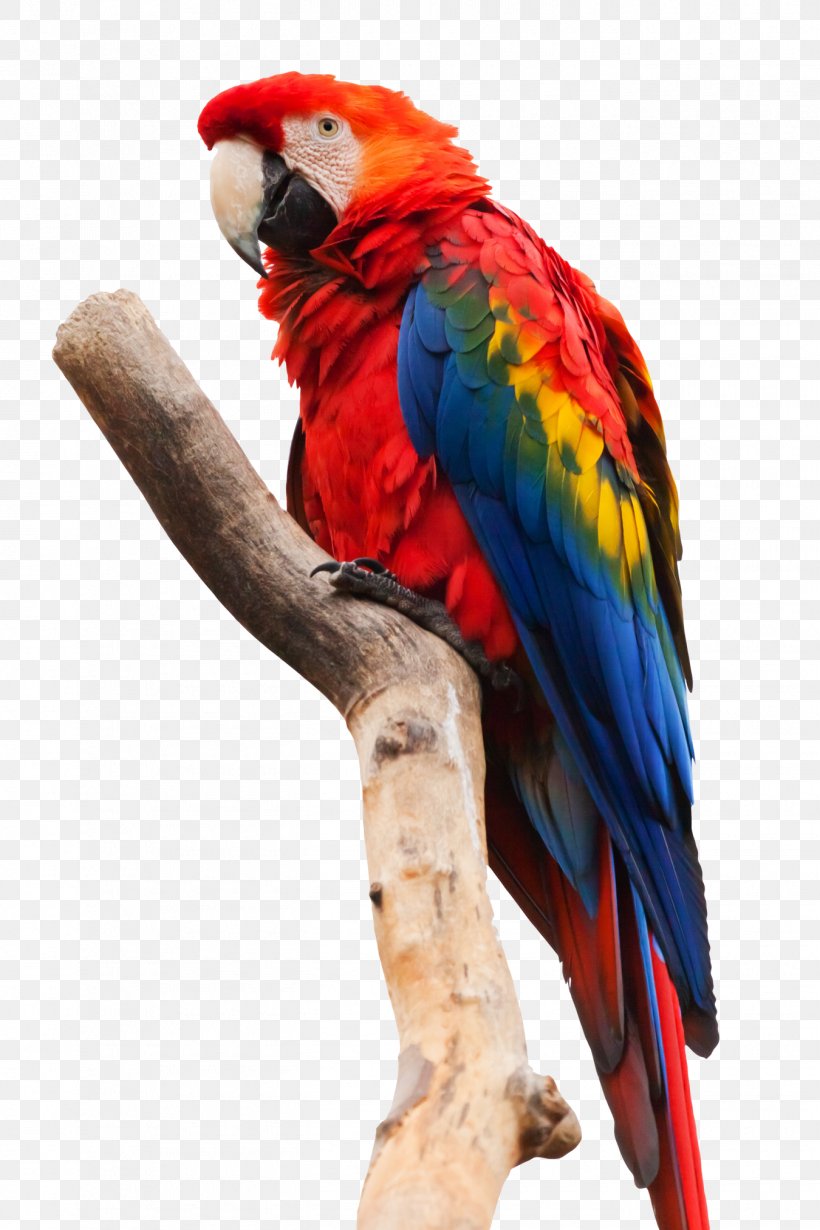 Scarlet Macaw Parrot Bird Blue-and-yellow Macaw, PNG, 1350x2025px, Bird, Animal, Beak, Blue And Yellow Macaw, Common Pet Parakeet Download Free