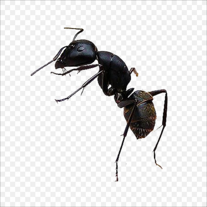 Black Garden Ant Insect, PNG, 1773x1773px, Ant, Arthropod, Beetle, Black Garden Ant, Chart Download Free
