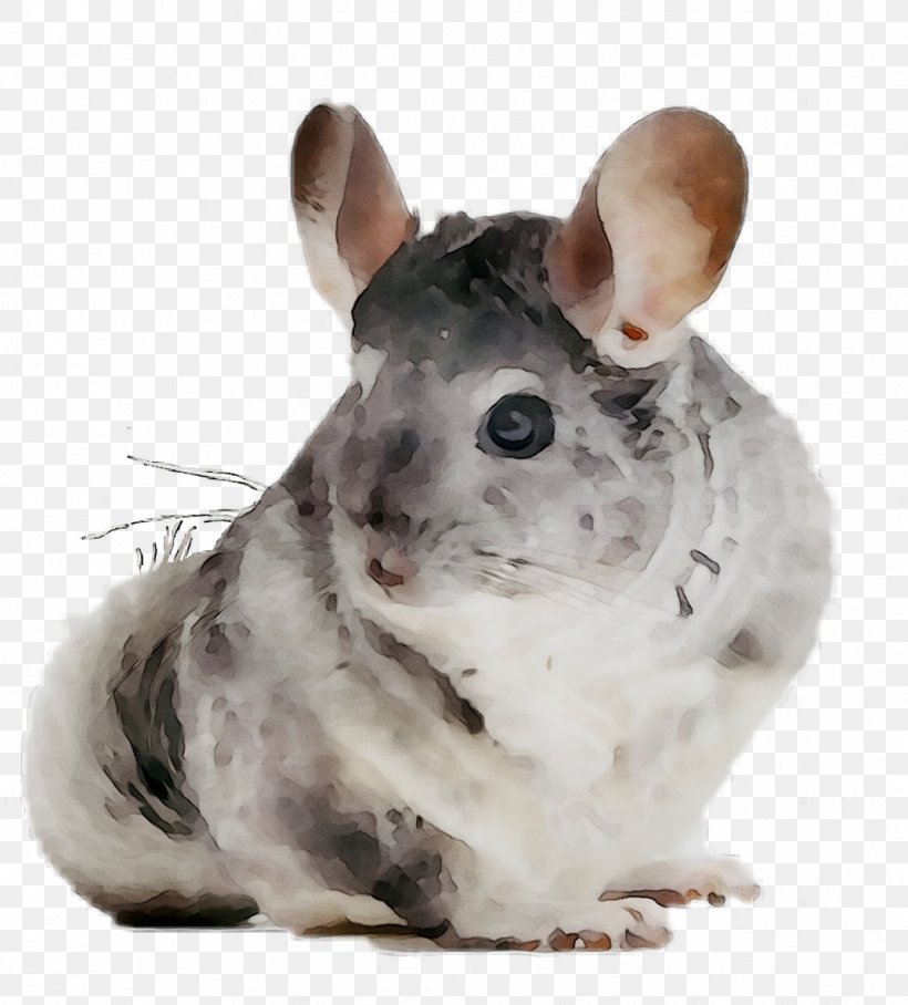 Chinchilla Whiskers Computer Mouse Fauna Snout, PNG, 1071x1187px, Chinchilla, Computer Mouse, Fauna, Hamster, Mouse Download Free